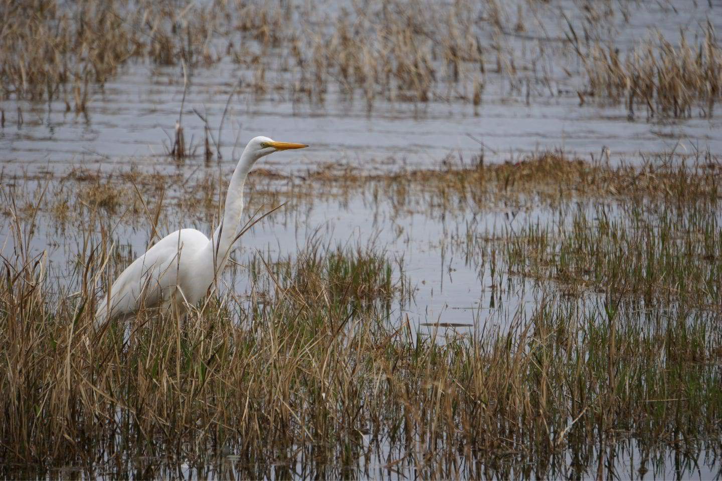 White Crane Bird in Defuniak Springs
