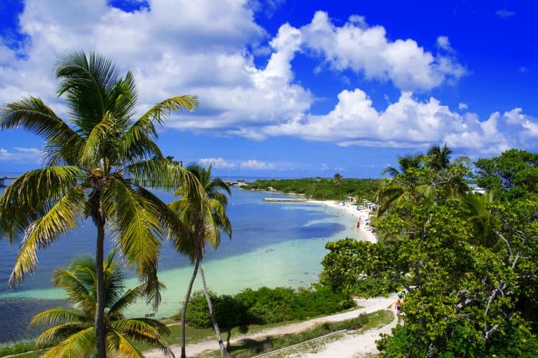 Aerial view with tall palms and a crescent beach