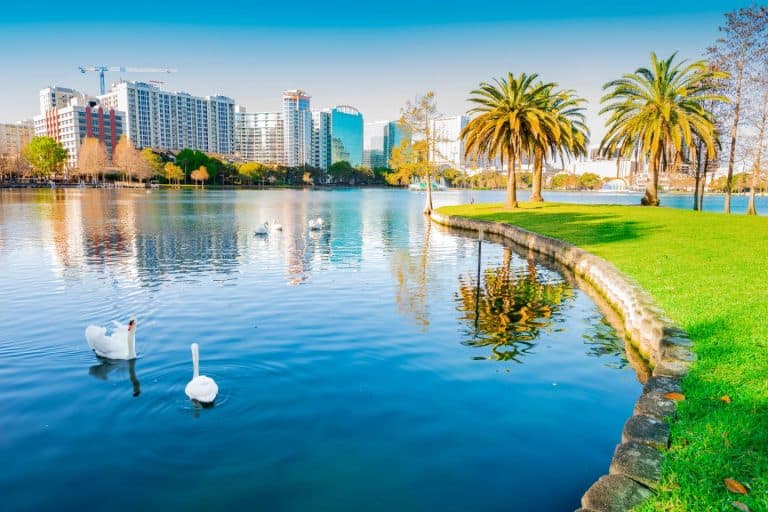 View of Lake Eola with Orlando in the background and swans swimming in the lake