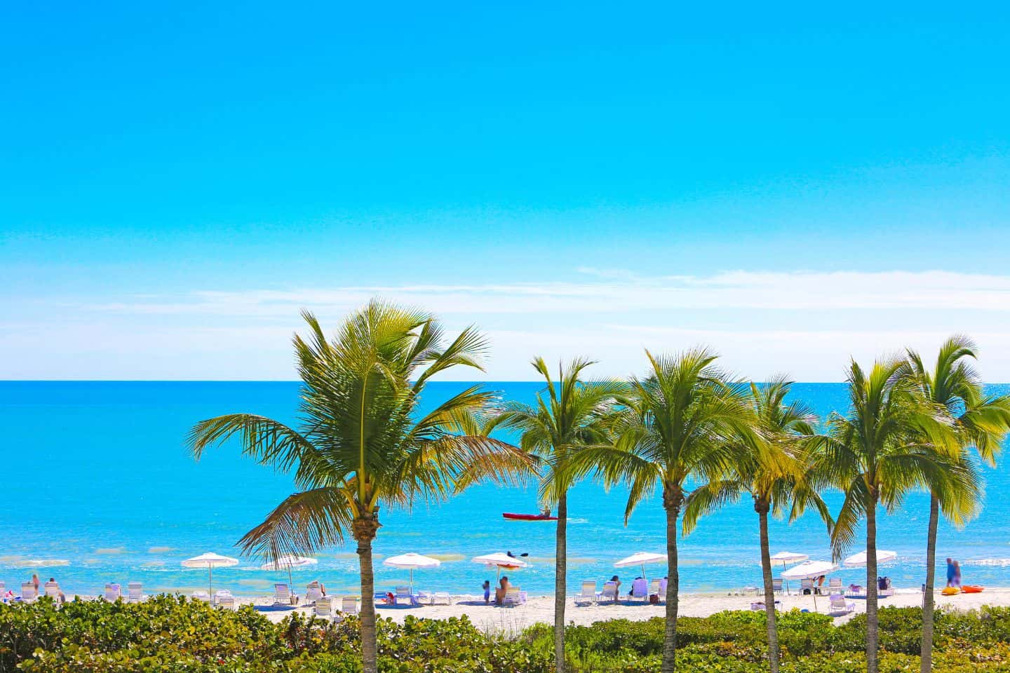 Palm trees lining sandy beach with sun umbrellas